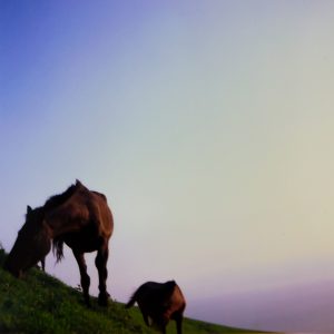 馬