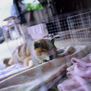 愛犬